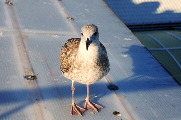 One larus cachinnans gull on a tin roof ooking  looking forward една