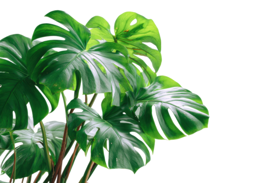 Monstera deliciosa plant isolated on transparent background