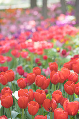 A beautiful view of a tulip field in full bloom.