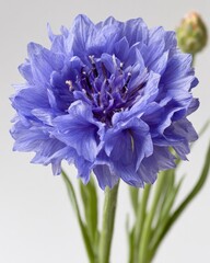 Close Up Of A Vibrant Blue Cornflower