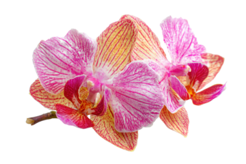 Orchid bloom isolated on transparent background