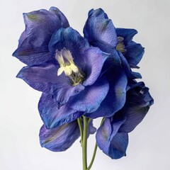 Closeup Sparkling Blue And Purple Dahlia Flower