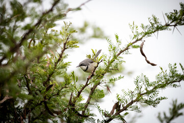 The bar-throated apalis (Apalis thoracica)