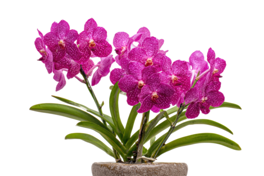 Vanda Orchid in Pot on Transparent Background