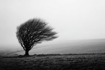 Windswept Tree On A Misty Hillside