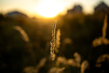 Golden grass stands tall against a bright sunset in a tranquil field near rural homes