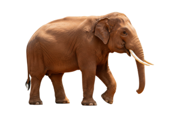 Majestic Asian elephant isolated on transparent background, large mammal with tusks and wrinkled skin in walking pose PNG