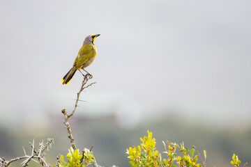 The bokmakierie (Telophorus zeylonus) perched on a branch