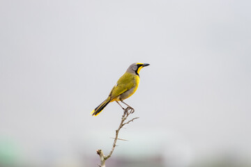 The bokmakierie (Telophorus zeylonus) perched on a branch