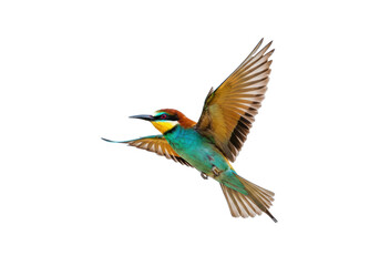 Fototapeta premium Colorful European bee-eater flying PNG isolated on transparent background, vibrant bird with outstretched wings for design projects