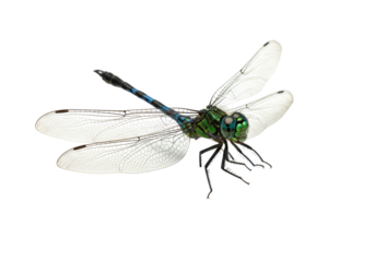 Vibrant green dragonfly PNG isolated on transparent background, detailed insect with delicate wings for nature and wildlife designs
