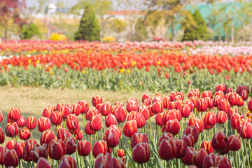 Group of red tulips in the park.