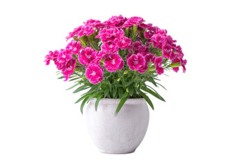 Pink Dianthus Flowers in White Pot on Transparent Background