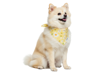 Adorable cream Pomeranian dog wearing a yellow floral bandana isolated on transparent background, cute pet in a scarf PNG