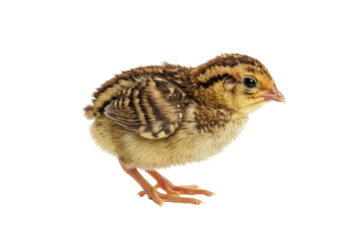 Adorable quail chick PNG isolated on transparent backdrop, small bird with brown and yellow feathers for nature designs