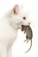 White cat catching a mouse