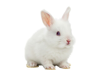 Obraz premium Adorable fluffy white bunny isolated PNG, cute pet with pink nose and long ears on transparent background