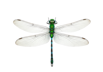 Emerald dragonfly PNG isolated on transparent background, iridescent green insect with detailed wings for nature and science projects