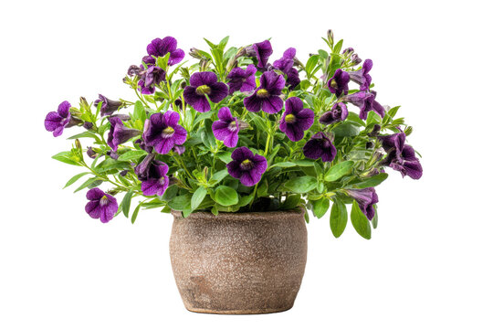 Torenia Wishbone Flower in Pot on Transparent Background - Powered by Adobe