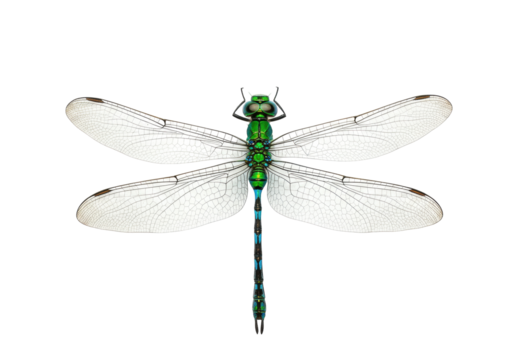 Emerald dragonfly PNG isolated on transparent background, iridescent green insect with detailed wings for nature and science projects