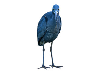 Striking little blue heron PNG isolated on transparent backdrop, a captivating bird portrait with vibrant plumage and piercing yellow eyes