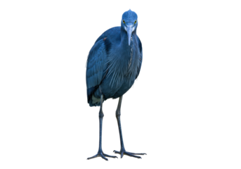 Striking little blue heron PNG isolated on transparent backdrop, a captivating bird portrait with vibrant plumage and piercing yellow eyes