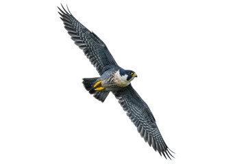 Peregrine falcon flying isolated on transparent background PNG, bird of prey with open wings in flight, wildlife predator