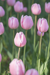 Spring blossoming pink tulips in garden.