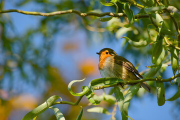 Cute robin sitting on twig in natural habitat