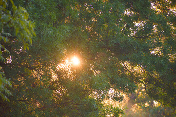 Sunlight streaming through green leaves creating a warm morning atmosphere