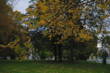 Fototapeta premium tree branches with yellow autumn leaves in october
