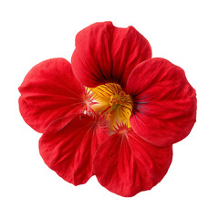 red nasturtium flower blossom isolated on transparent White background png