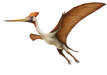Pterodactyl flying PNG isolated on transparent background, prehistoric reptile with wings for paleontology and dinosaur era concepts