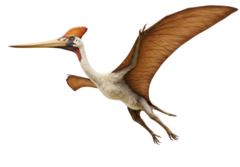 Pterodactyl flying PNG isolated on transparent background, prehistoric reptile with wings for paleontology and dinosaur era concepts