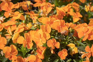Matrix Orange Pansy or horned pansy