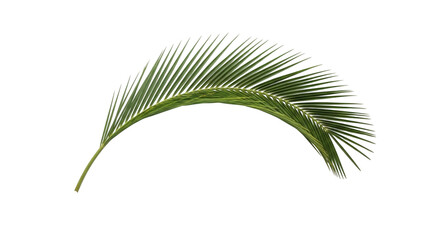 Fototapeta premium A single green palm leaf isolated on transparent background