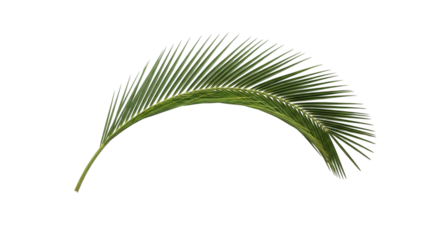 A single green palm leaf isolated on transparent background