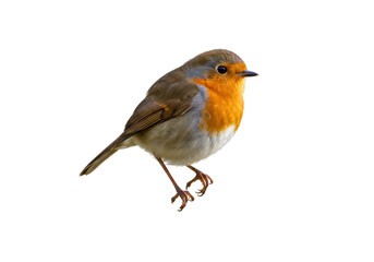 European robin isolated PNG on transparent background, small colorful bird with orange breast for design and decoration use