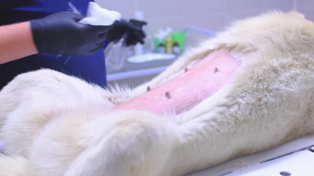 Veterinary clinic, surgeon performs sterilization surgery on a husky dog. Close-up of the surgery, veterinarian treats the dog's belly with antiseptic.