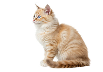 Ginger Siberian cat isolated on transparent background, fluffy kitten with blue eyes in a sitting pose, domestic animal PNG