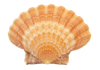 Orange scallop shell isolated on transparent background, marine life object for summer and beach designs