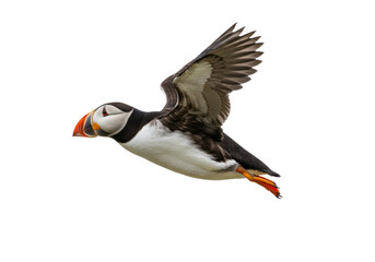 Atlantic puffin flying PNG isolated on transparent background, seabird with colorful beak and wings for wildlife and nature designs