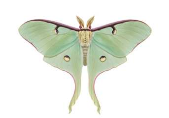 Beautiful Luna moth isolated PNG on transparent background, pale green wings with eyespots and long tails for nature designs