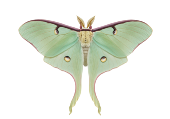 Beautiful Luna moth isolated PNG on transparent background, pale green wings with eyespots and long tails for nature designs