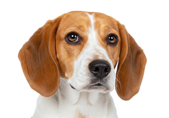 Adorable beagle dog portrait isolated, featuring its expressive eyes and distinctive brown and white markings against a clean backdrop