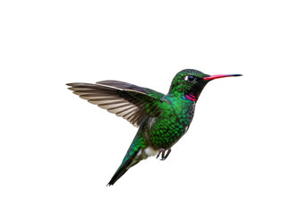 Rufous-tailed hummingbird PNG isolated on transparent background, vibrant green and red tropical bird in flight, wildlife photography