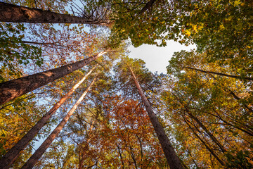 Autumn landscape in the forest. Forest in October and September. Pine trees and yellow fallen leaves. Sunny weather in the autumn forest.