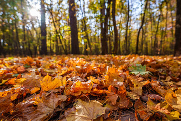 Autumn landscape in the forest. Forest in October and September. Pine trees and yellow fallen leaves. Sunny weather in the autumn forest.