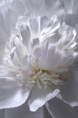 Fototapeta premium Close Up White Peony Flower