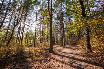 Autumn landscape in the forest. Forest in October and September. Pine trees and yellow fallen leaves. Sunny weather in the autumn forest.